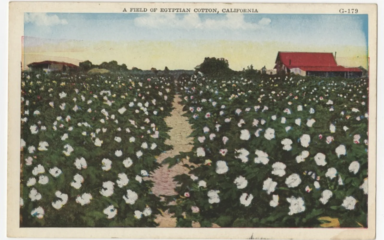 An open cotton field in California stretching under a clear sky